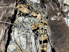Lentinus crinitus