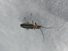 Oxycopis