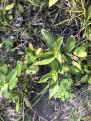 Rudbeckia terranigrae