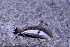 Euscirrhopterus poeyi