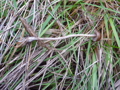 Psilocybe alutacea