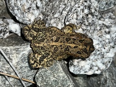 Anaxyrus terrestris