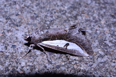 Euscirrhopterus poeyi