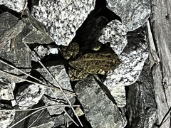 Anaxyrus terrestris