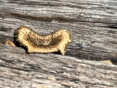 Lentinus crinitus