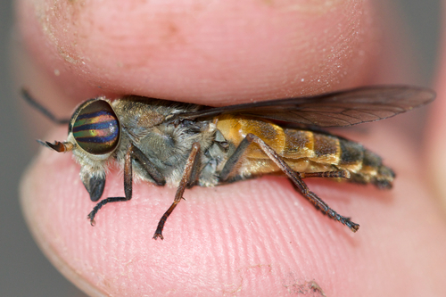 Epistate Horse Fly photo 3