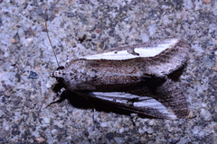 Euscirrhopterus poeyi