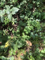 Aquilegia longissima