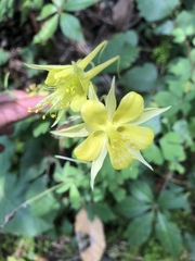 Aquilegia longissima
