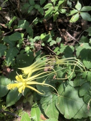 Aquilegia longissima