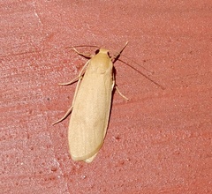Dolgoma angulifera