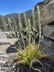 Toxicoscordion paniculatum