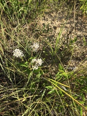 Ceanothus americanus pitcheri
