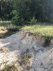 Ceanothus americanus pitcheri