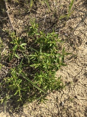 Ceanothus americanus pitcheri