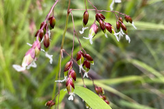 Anthoxanthum rariflorum