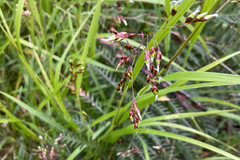 Anthoxanthum rariflorum
