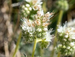 Phacelia egena