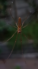 Tetragnatha