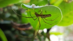 Tetragnatha