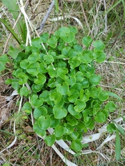 Parnassia fimbriata