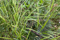 Anthoxanthum rariflorum