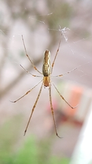 Tetragnatha