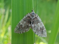 Hydriomena irata