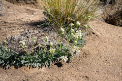 Phacelia egena