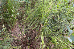 Anthoxanthum rariflorum