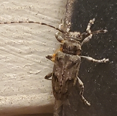 Aegomorphus modestus