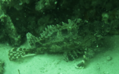 Centrogenys vaigiensis