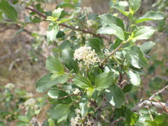 Ceanothus martini