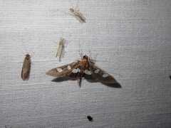 Desmia funeralis
