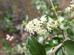 Ceanothus martini