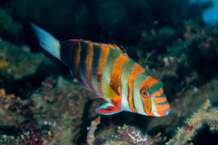 Harlequin Tuskfish photo 2