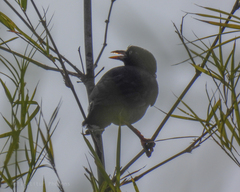 Acridotheres javanicus