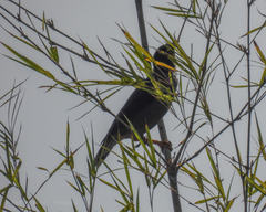 Acridotheres javanicus