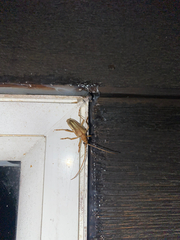 Centrodera