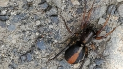 Castianeira walsinghami