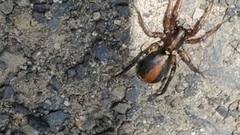 Castianeira walsinghami