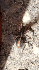 Castianeira walsinghami