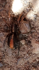 Castianeira walsinghami