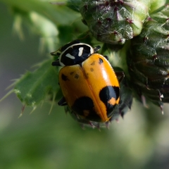 Hippodamia glacialis