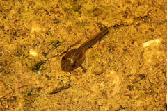 Lithobates sphenocephalus