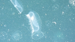 Peachia quinquecapitata