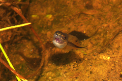 Lithobates sphenocephalus