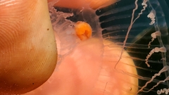 Peachia quinquecapitata