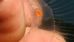 Peachia quinquecapitata