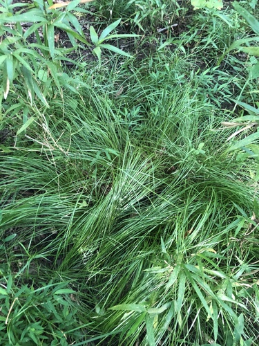 Carex socialis, photograph 2